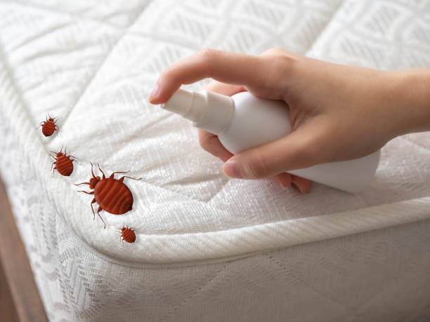 Best Bed Bug Extermination  in Cattaraugus, NY